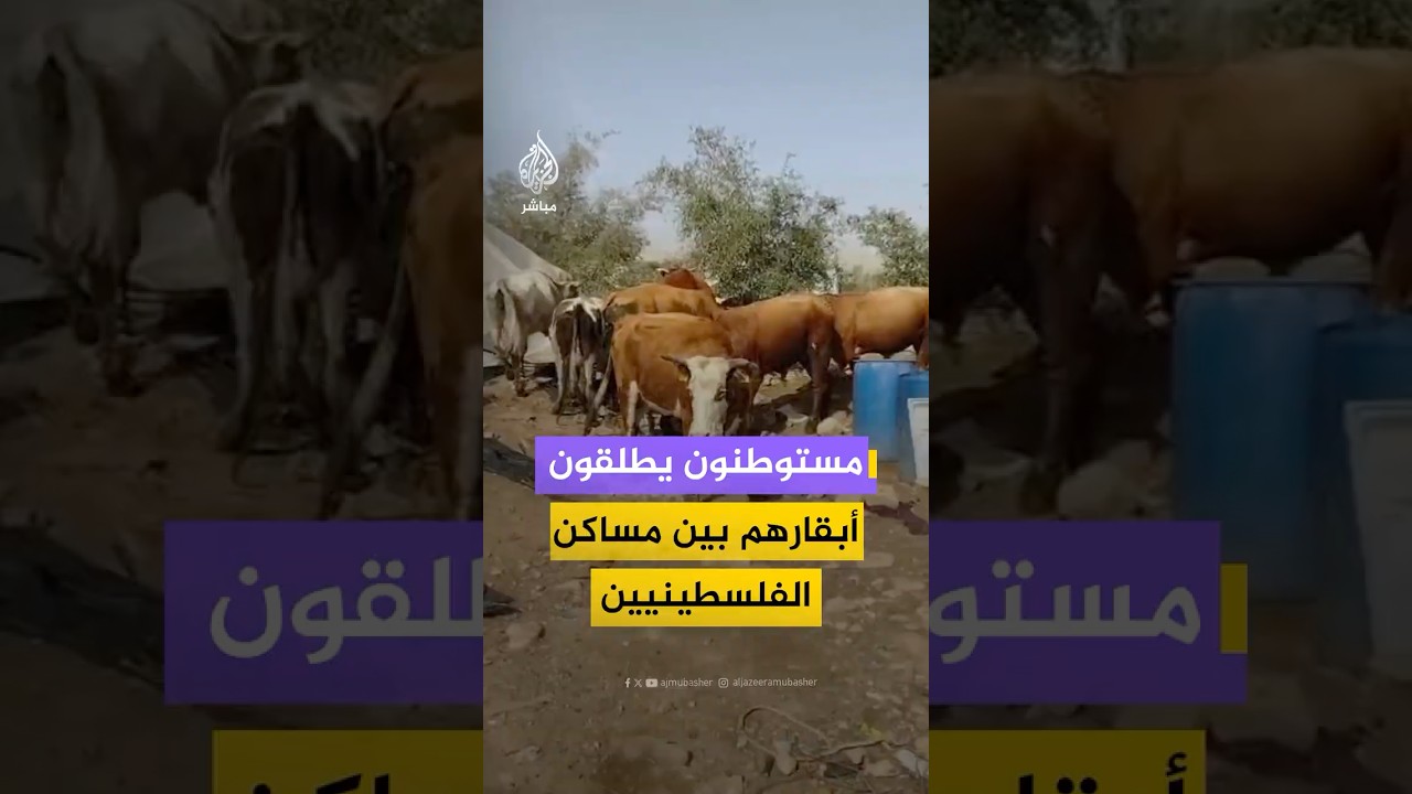 مستوطنون إسرائيليون يطلقون أبقارهم بين مساكن الفلسطينيين في منطقة فصايل بالأغوار الوسطى