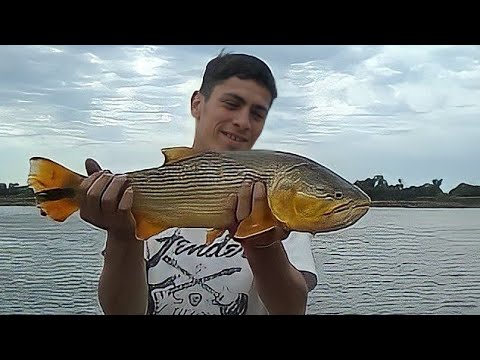 Vídeo: La Pesca Del Luci En Una Carrossa