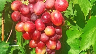 картинка: Огляд ранніх сортів винограду на Житомирщині 2025 рік