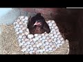 Hen harvesting eggs to new born chicks || Hen hatching chicken eggs || MIAN INVENTIONS