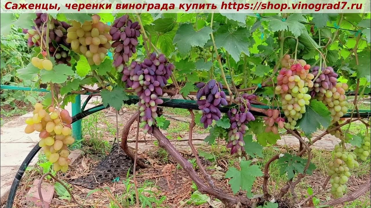 Виноград плодовый Сиреневый туман 4 года ЗКС - купить в интернет-магазине OZON с