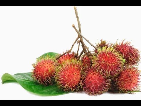 Ternyata Rambutan  Aceh  Lebih Besar Manis Legit Rambutan  