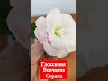 Глоксиния ЛП Венчание сердец     #умелаяхозяйка #цветы #глоксинии