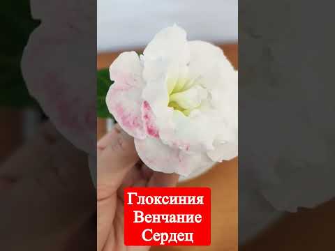 Глоксиния ЛП Венчание