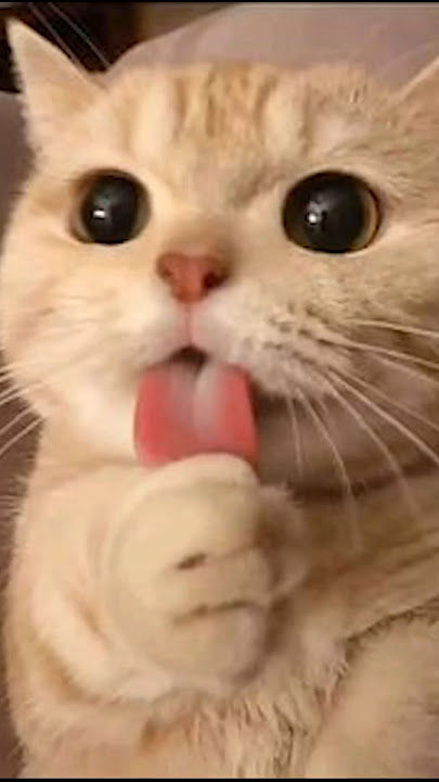 beluga cute : r/cats