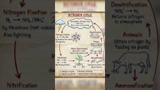 Nitrogen cycle | Global Energy | One Shot