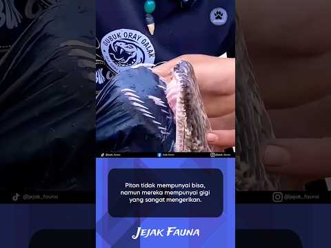 Gigi Ular Piton Yang Sangat Mengerikan JEJAK FAUNA