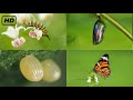 Life cycle of a butterfly 4k   from eggs to full grown butterflies   hugs of life 