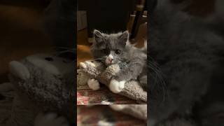 Last Kitten Got His First Soft Toy