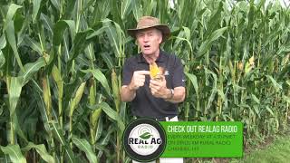 Corn School: Harvest quickly to limit losses to gibberella