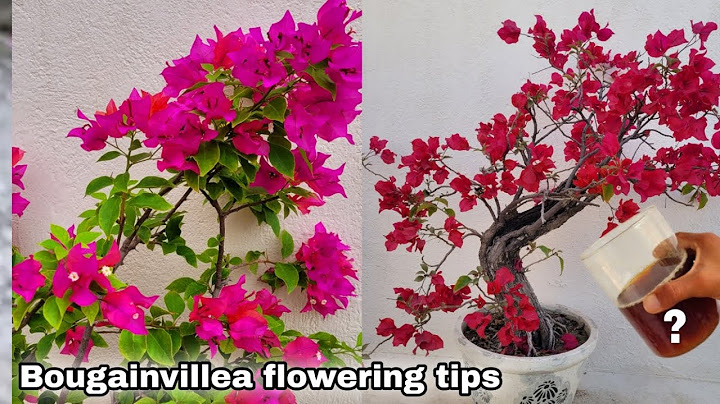 Get 100% more Bougainvillea flowering use this fertilizer, Bougainvillea flowering tips