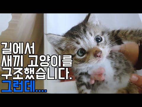 새끼 고양이를 구조하였습니다.../냥줍/새끼고양이/시골냥이/시골고양이/흥민이1편/흥민이1화 (Country Story of City Couple EP.506)