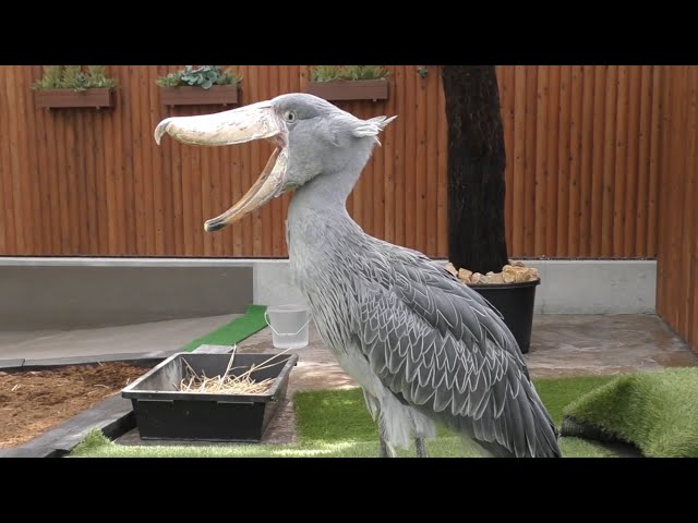 ハシビロコウ ふたばちゃん さあ、飛ぶよ 【掛川花鳥園