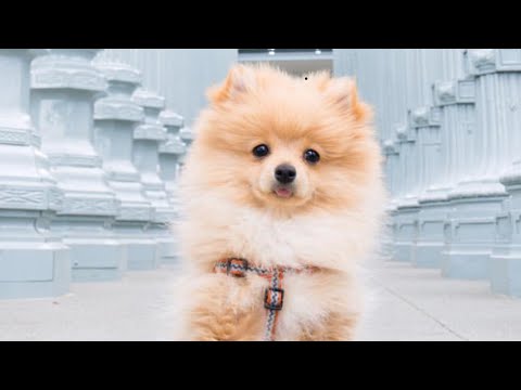 Found Logan Paul Dog - YouTube