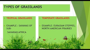 grassland part 1