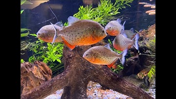 4 LOÀI CÁ PIRANHA CÓ THỂ NUÔI CẢNH??