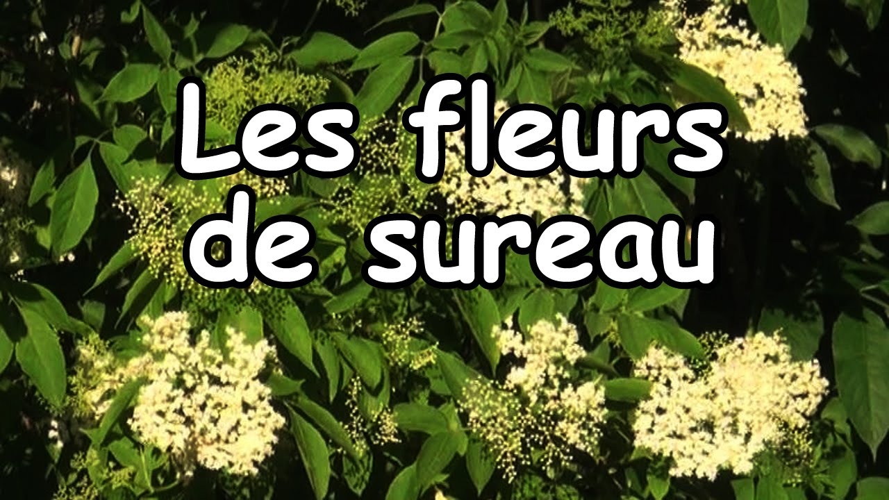 La Récolte Des Fleurs De Sureau