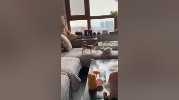 Funny Chihuahua And White Rabbit Playing Together | Funny Chihuahua Videos, Cute Baby Rabbit Playing