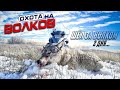 охота на волков.преследовал волка 2 дня