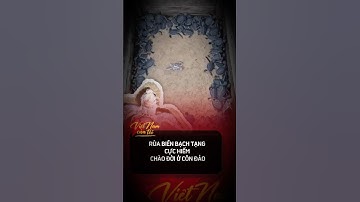 RÙA BẠCH TẠNG CỰC HIẾM Ở CÔN ĐẢO