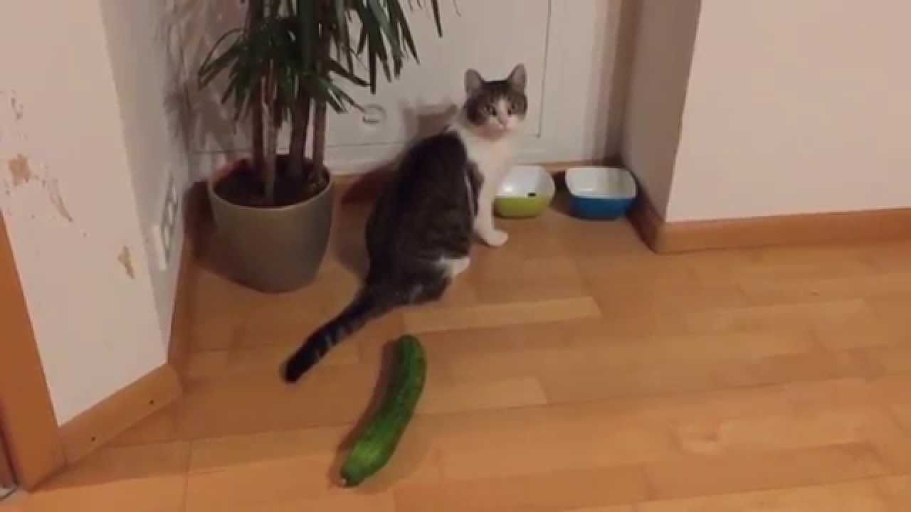 Gato vs. Pepino - YouTube