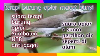 suara terapi burung opior paruh tebal Sumbawa NTB