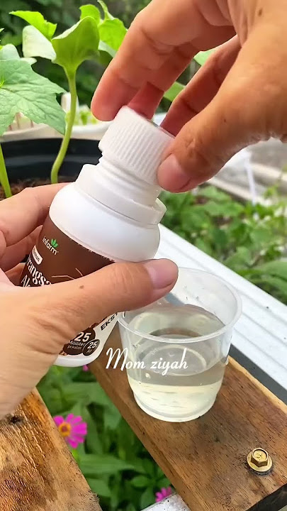 Perangsang akar hormon auksin #perangsangakar #hormonauksin #stek #stekbatang #tipsberkebun