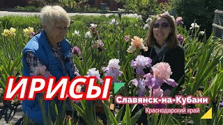 видео: Ирисы бородатые - сеянцы Ворошиловой А.Б. Часть 5 / Сад Ворошиловой картинка: Ирисы бородатые - сеянцы Ворошиловой А.Б. Часть 5 / Сад Ворошиловой