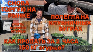 Всё про выращивание клубники на буграх в Сибири. Отвечаю на вопросы вновь прибывших на канал.