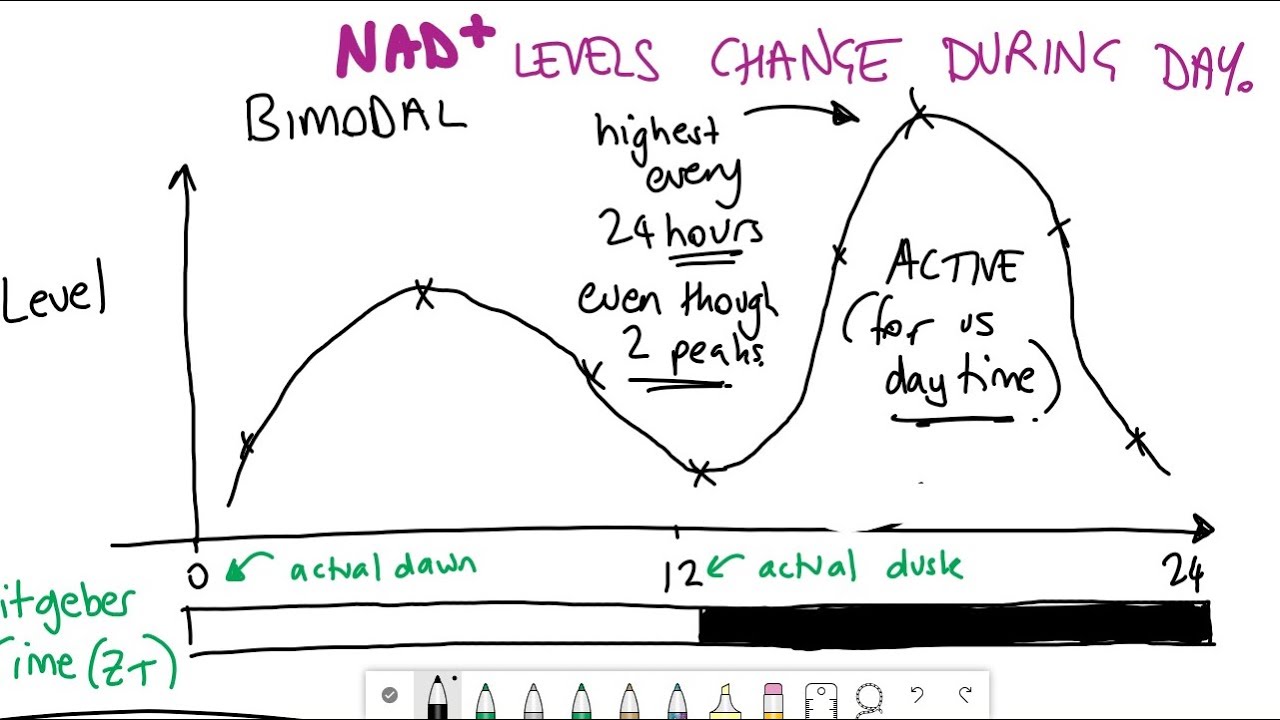 How do NAD+ levels change during the day? - YouTube