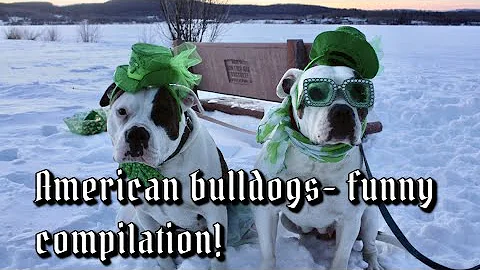 American bulldogs- compilation of funny things American bulldogs do!