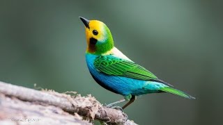 سبحان الله أجمل أنواع الطيور في العالم؟