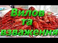 Вилов,підрахунок, взваження австралійського рака з басейна 9 м кв