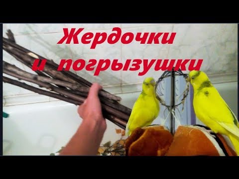 Как сделать жердочки и погрызушки своими руками для попугая. #Птицы Perch and pogruzochno.