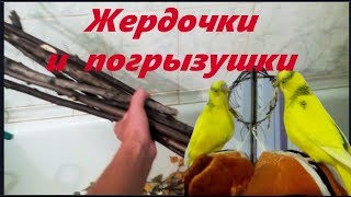 Как сделать жердочки и погрызушки своими руками для попугая. #Птицы Perch and pogruzochno. Как сделать жердочки и погрызушки своими руками для попугая. #Птицы Perch and pogruzochno.