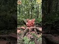 teak tree felling#chainsawman #gergajimesin #woodwork #diycrafts #woodworking