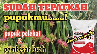 Ilmu Wajibpemupukan Untuk Melebatkan Bunga Dan Pembesaran Buah