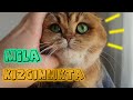 KEDİM KIZGINLIK DÖNEMİNE GİRDİ ( Uykular Haram Oldu Versiyon 1)