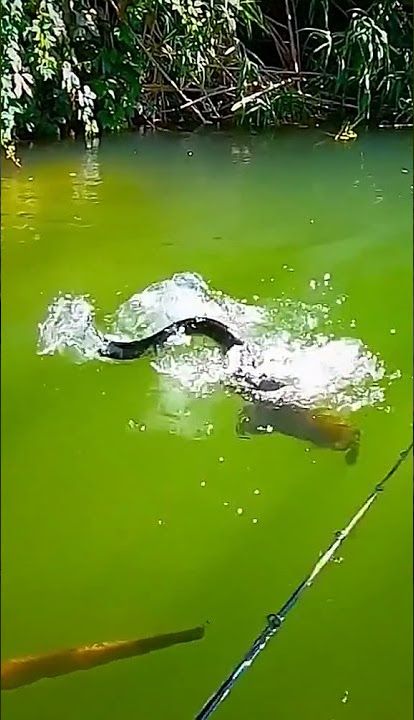 Casting Ikan Lele Raksasa Disungai Pakai Umpan JItu Hard Lure