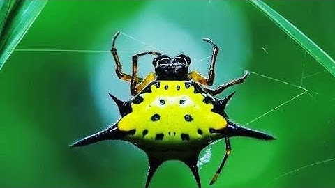 Amazing spider baffles scientists with web