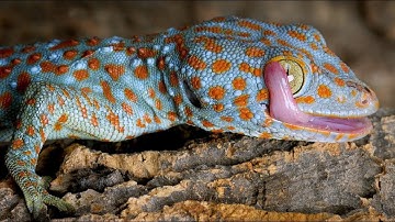 Gecko Sound | Gecko Effect | of Geckos | Tokay Gecko Big Size