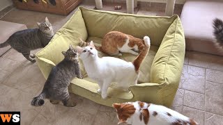 Outdoor Cats Get Surprised By A Giant Bed by walter santi 403,417 views 1 year ago 8 minutes, 37 seconds