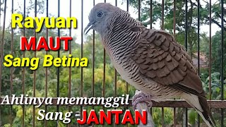 Perkutut BETINA birahi memanggil JANTAN || Female turtledove lust calls male