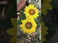 #Gazania# Flower#