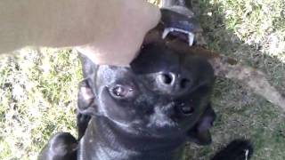 Dudley Attempts The Biggest Stick.