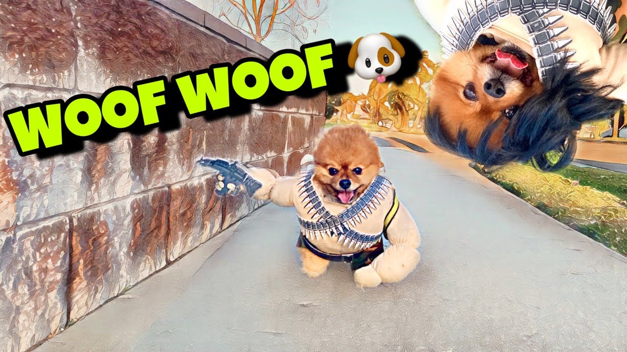 Can dogs walk themselves? YouTube