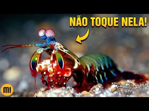 Vídeo: Qual lagosta não tem garras?