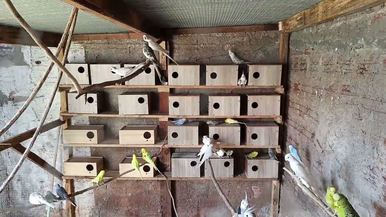 Primeiro dia mostrando o criatório 🙌