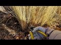 How to Cut Back Mexican Feather Grass in Spring