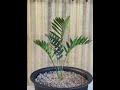 Encephalartos Latifrons (ENLT008) : Acquire the Legendary Albany Cycad